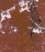 Cipollino.gif