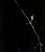 Nero.gif